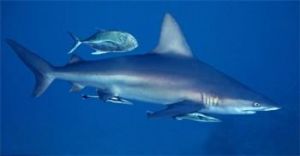 鲨鱼的嗅觉有多远 鲨鱼的咬合力