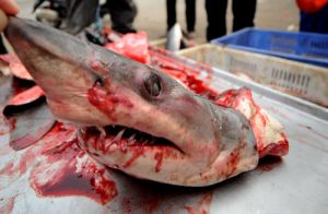 鲨鱼能闻到多远的血腥味 呼吸能闻到血腥味