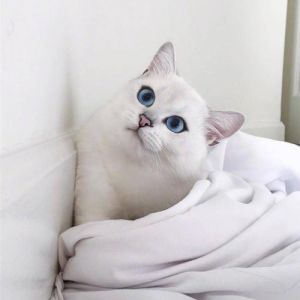 世界上公认最漂亮的猫 蓝猫