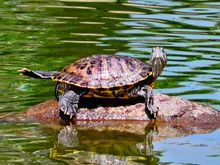红耳龟饲养环境 黄缘龟饲养环境
