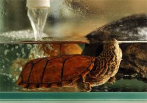 虎纹麝香龟饲养环境 剃刀龟饲养环境