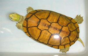 黄喉水龟苗的饲养环境 南石龟苗饲养技术