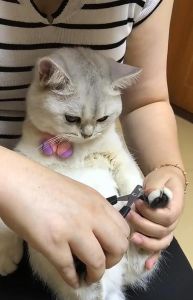 猫咪很凶不让剪指甲 怎样给猫剪指甲防抓咬