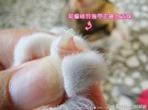 给猫咪剪指甲正确方法 一个人怎么给猫咪剪指甲