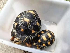 中国为什么禁止陆龟交易 最好养的陆龟排行