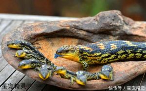 中国合法的54种爬宠 适合新手养的十种蜥蜴