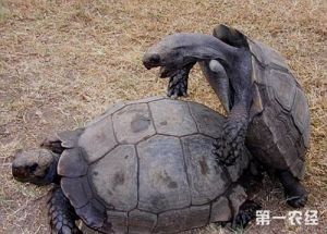 黑靴陆龟几斤适合新手饲养 三百斤的微笑饲养全人类