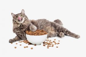 猫怎么补充营养 猫抑郁