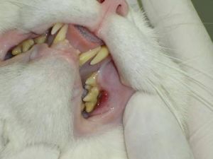 猫咪牙结石 猫咪牙龈发炎能自愈么