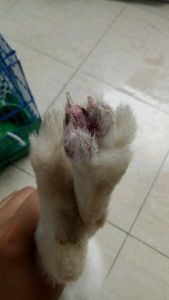 猫咪脚肿了几天能恢复 小猫咪脚趾甲地方肿