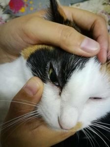 s给猫咪擦眼睛的方法 怎么给猫咪洗眼睛