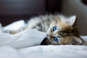 造成猫咪有口臭的五个原因图 猫咪口炎