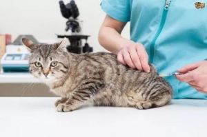 猫咪皮下注射教学视频 给猫打疫苗怎么打