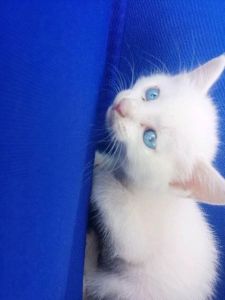 白色土猫眼睛是蓝色码 最贵的猫是什么品种