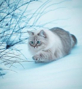 西伯利亚森林猫 西伯利亚森林猫别名