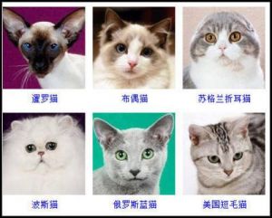 中国猫的品种及叫法 世界上公认最漂亮的猫