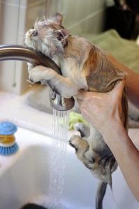 家里猫咪喜欢水正常么 猫冬天喝大量的水