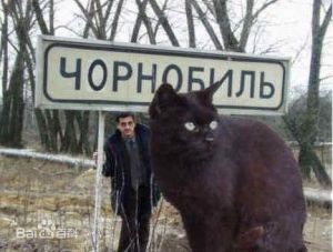 乌克兰巨猫 橘猫