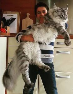 大体型猫品种 什么品种的猫大