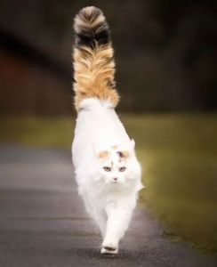 大尾巴猫咪是什么品种 猫咪尾巴下垂