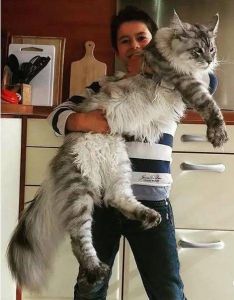 最大猫咪体型排名 猫咪体型多大