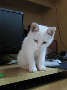 白色鸳鸯眼波斯猫 白色长毛波斯猫