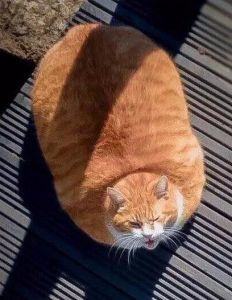 橘猫能长多大 布偶猫