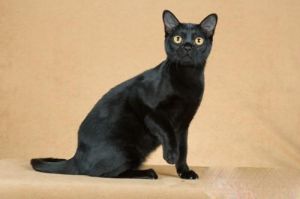 黑色缅甸猫 缅甸猫和暹罗猫