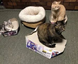 纸箱猫窝零下几度猫会冻死吗 猫睡阳台会冷吗