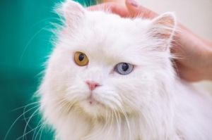 波斯猫的眼睛是什么颜色? 布偶猫的特点