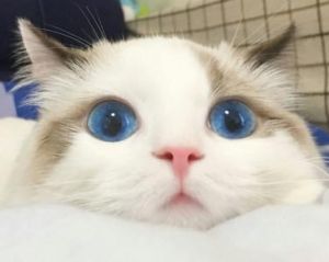 蓝眼睛的猫 蓝眼白猫