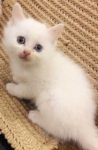 波斯猫猫眼睛颜色 猫眼睛颜色的稀有程度