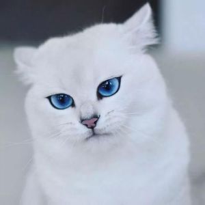 纯白色蓝眼睛的猫 田园猫白色