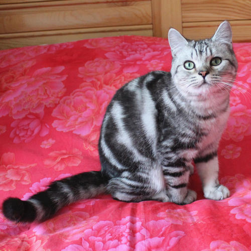 美短猫长大会有多重 六个月美短多重