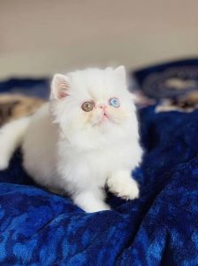 白色异瞳波斯猫 白色异瞳