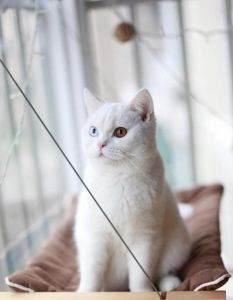 英短有白色鸳鸯眼的吗 英短蓝猫白色