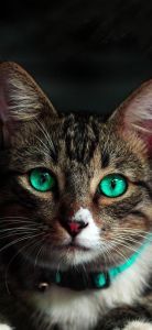 绿眼睛的猫 绿眼睛的虎斑猫