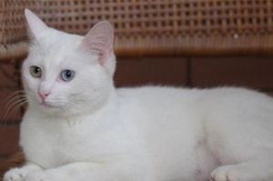 家里突然跑来一只鸳鸯眼白猫 家里跑来一只白猫预示