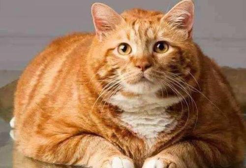 猫一般可以长多重 美短猫长大会有多重