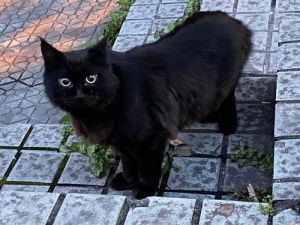 黑色波斯猫 孟买猫黑色