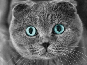 灰色蓝眼睛是什么猫 布偶猫眼睛会越来越蓝吗