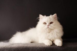 白色波斯猫 白色异瞳波斯猫