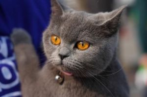 正宗的英短蓝猫的眼睛是什么颜色 英短蓝猫变眼的重要