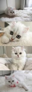 波斯猫是什么品种 波斯猫和加菲猫的区别