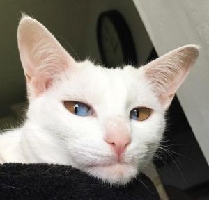 猫一个眼睛蓝一个眼睛黄 蓝眼睛的猫有哪些品种