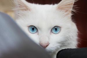 猫眼睛看到的颜色 猫眼睛颜色的稀有程度