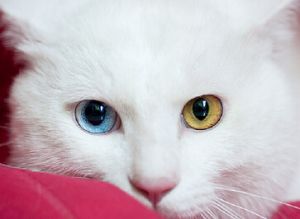 阴阳眼猫象征什么 猫咪阴阳脸有什么意义
