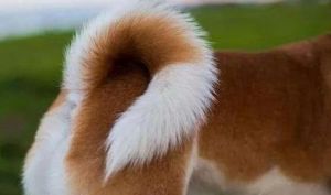 狗狗尾巴的作用 狗狗的尾巴有什么作用