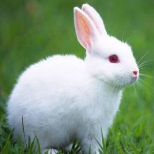 兔子的眼睛 兔子的眼睛为何是红的