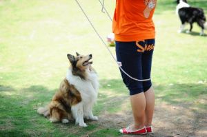 十几只狗狗同时跳绳 半个月减十斤每天跳绳